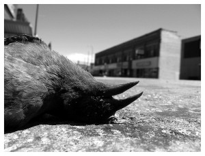 dead-bird.jpg